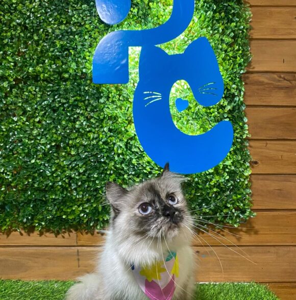 Pets Chic
