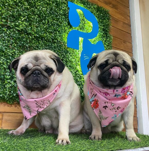 Pets Chic