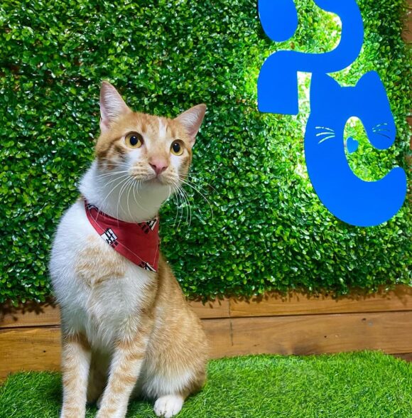 Pets Chic