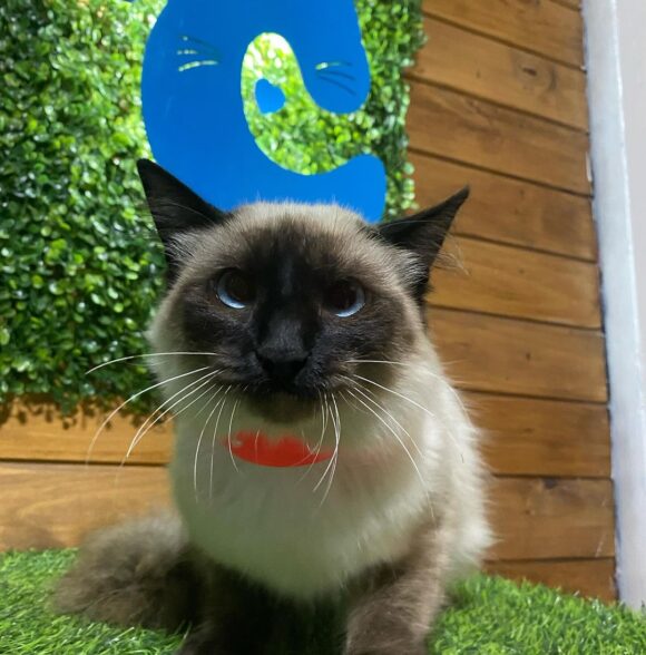 Pets Chic
