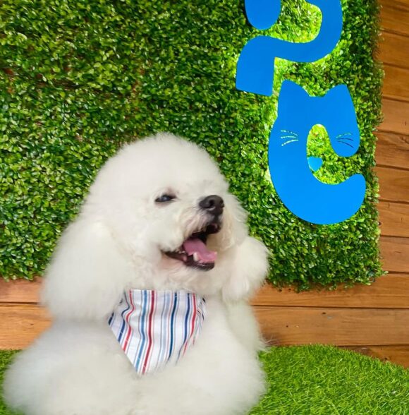 Pets Chic