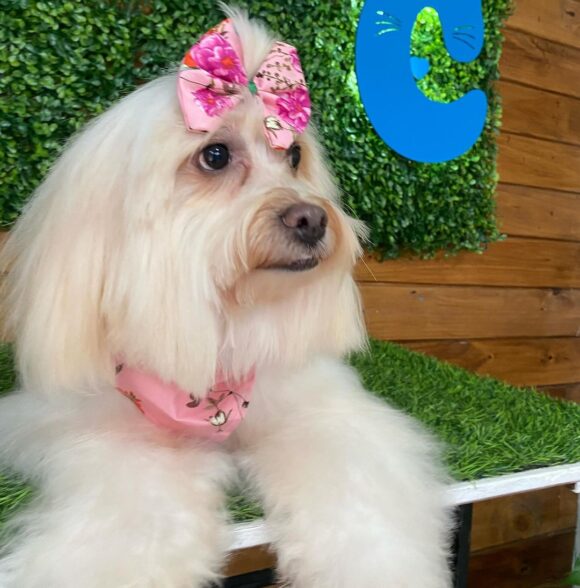 Pets Chic