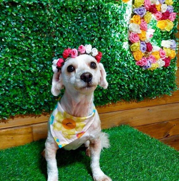 Pets Chic