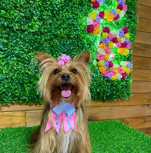 Pets Chic